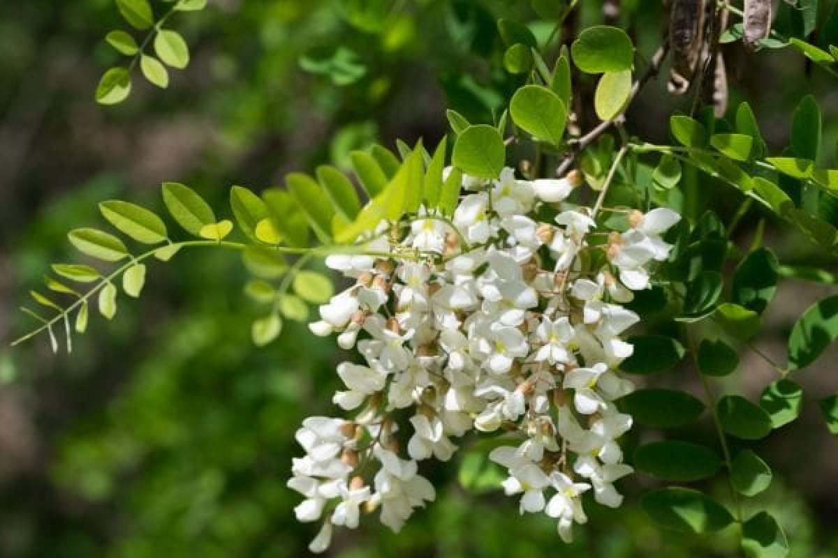 acácia-branca.