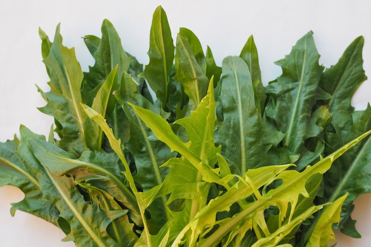 benefícios da chicória.