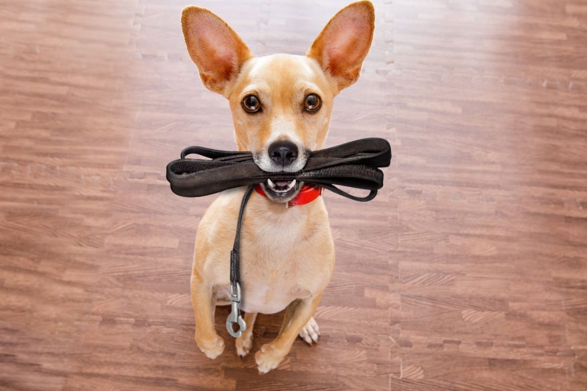 benefícios de ter um cachorro.