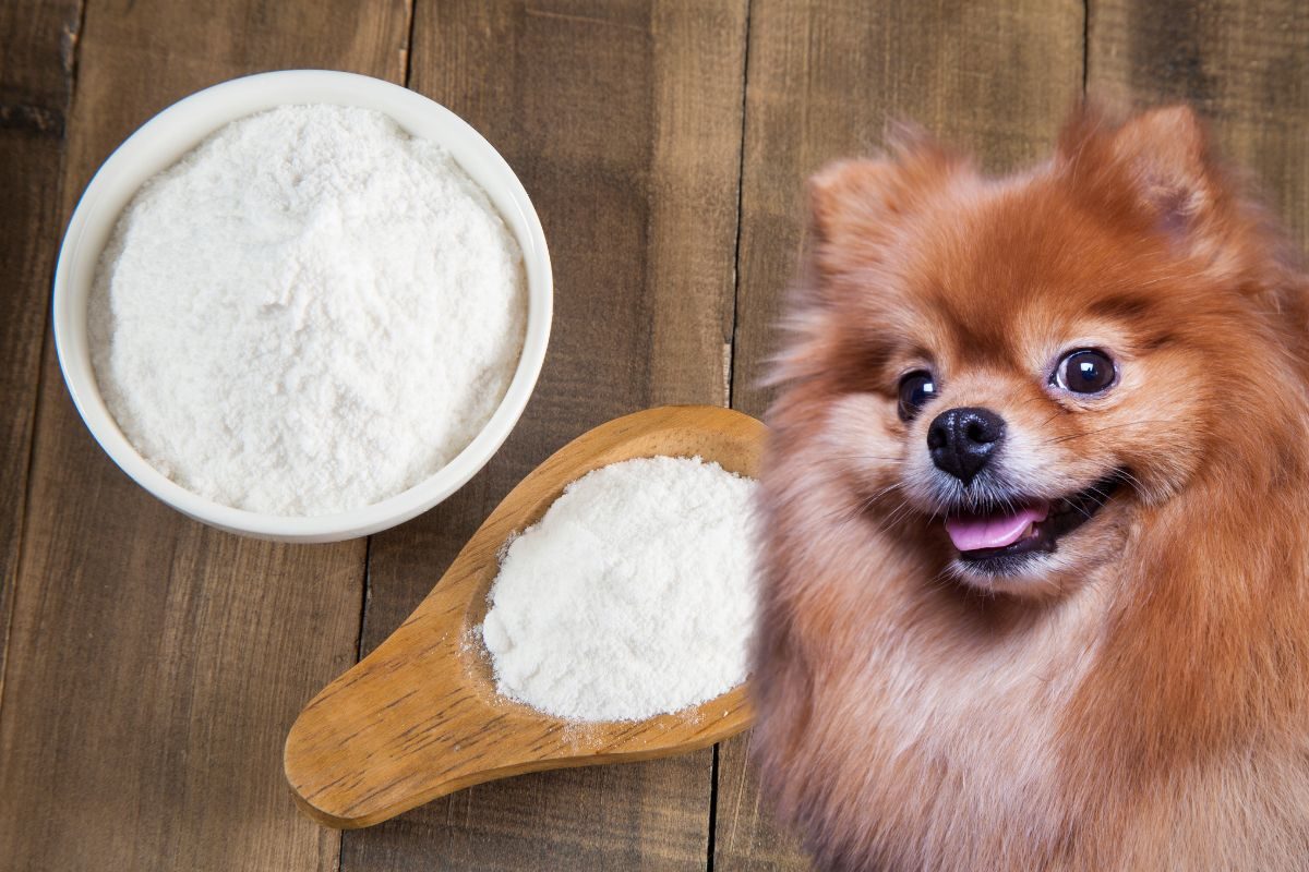 Bicarbonato para dermatite canina.