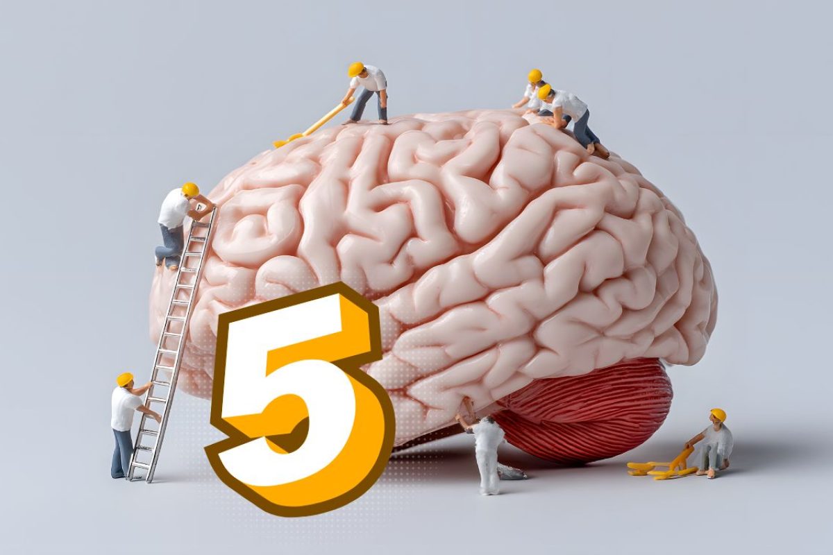 fases do desenvolvimento cerebral