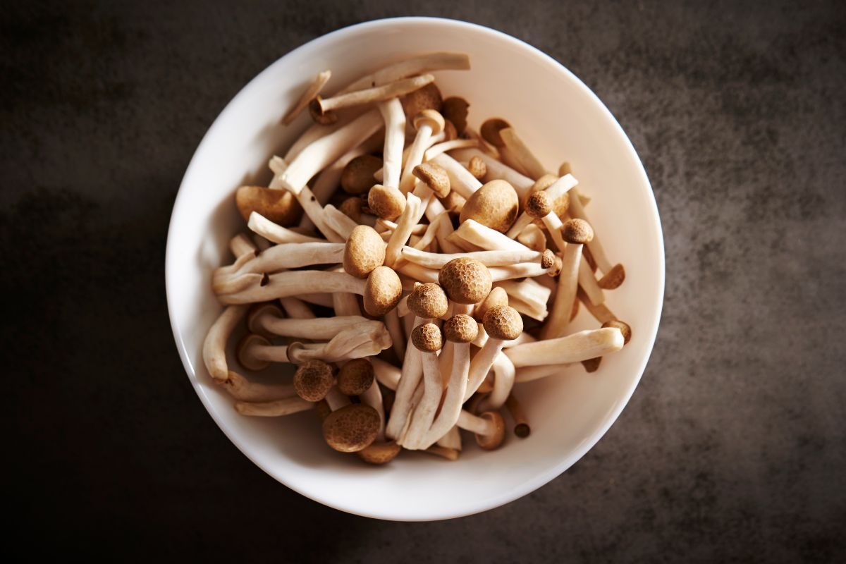 shimeji é proteína.