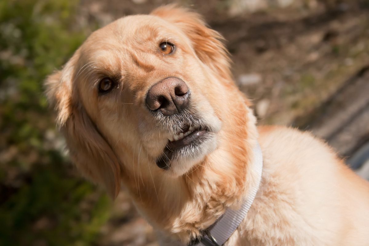 sinais que o cachorro quer mais atenção.